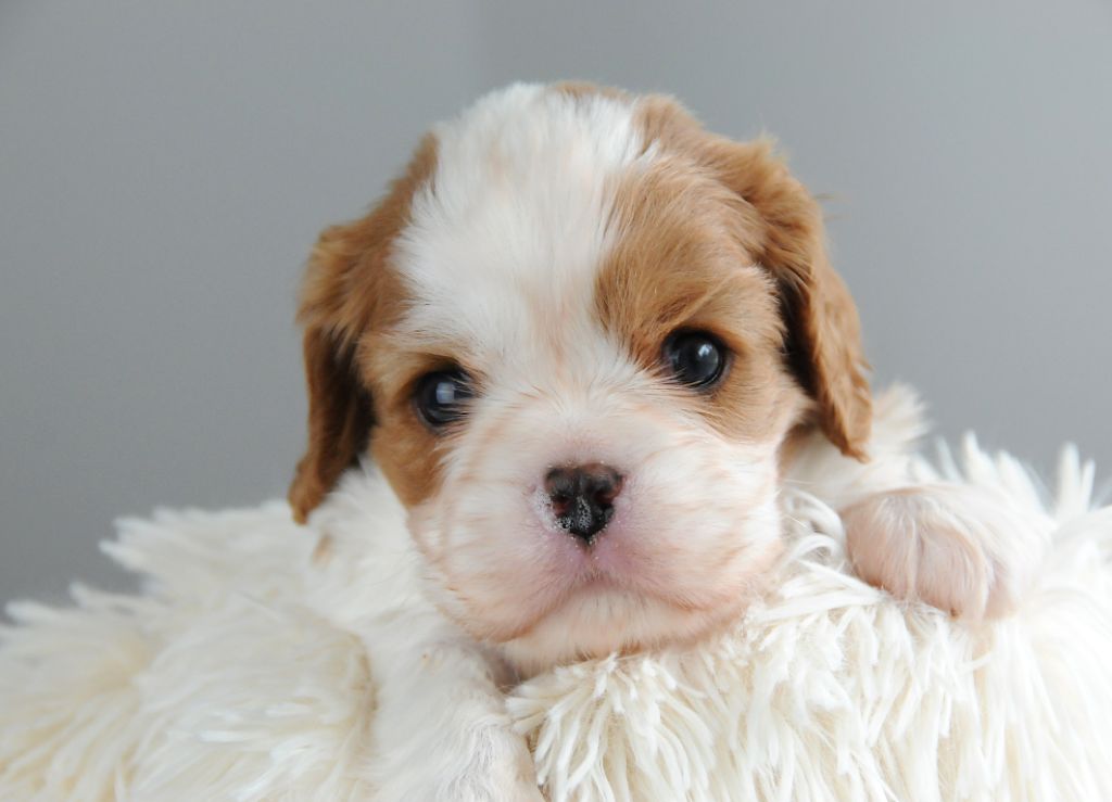 des Jardins de Bagatelle - Chiot disponible  - Cavalier King Charles Spaniel