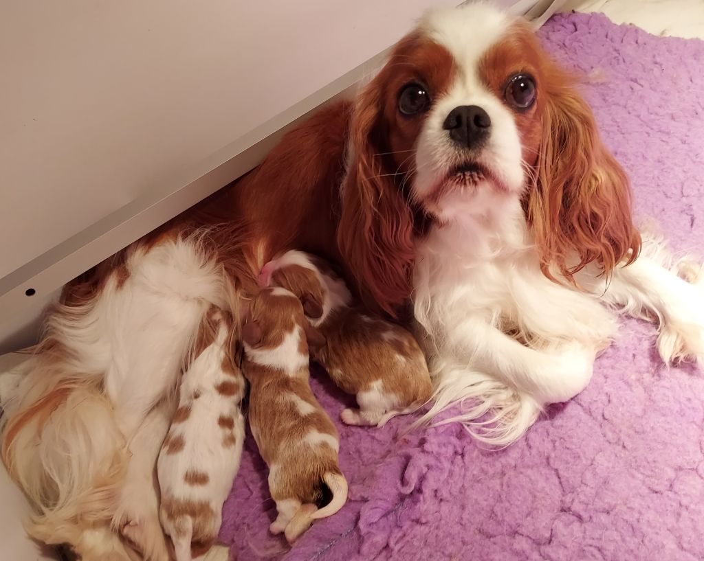 chiot Cavalier King Charles Spaniel des Jardins de Bagatelle