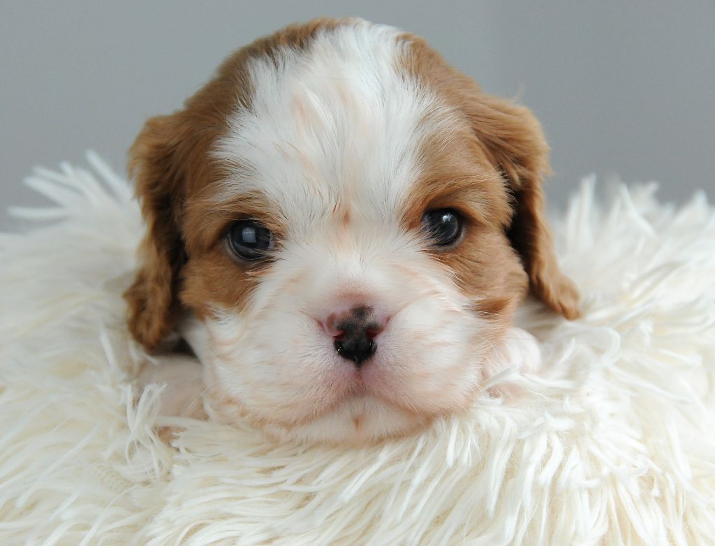 des Jardins de Bagatelle - Chiot disponible  - Cavalier King Charles Spaniel