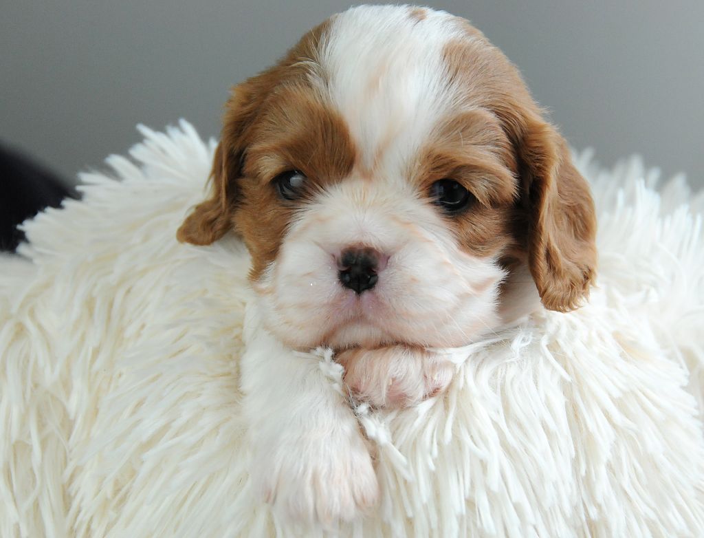 des Jardins de Bagatelle - Chiot disponible  - Cavalier King Charles Spaniel