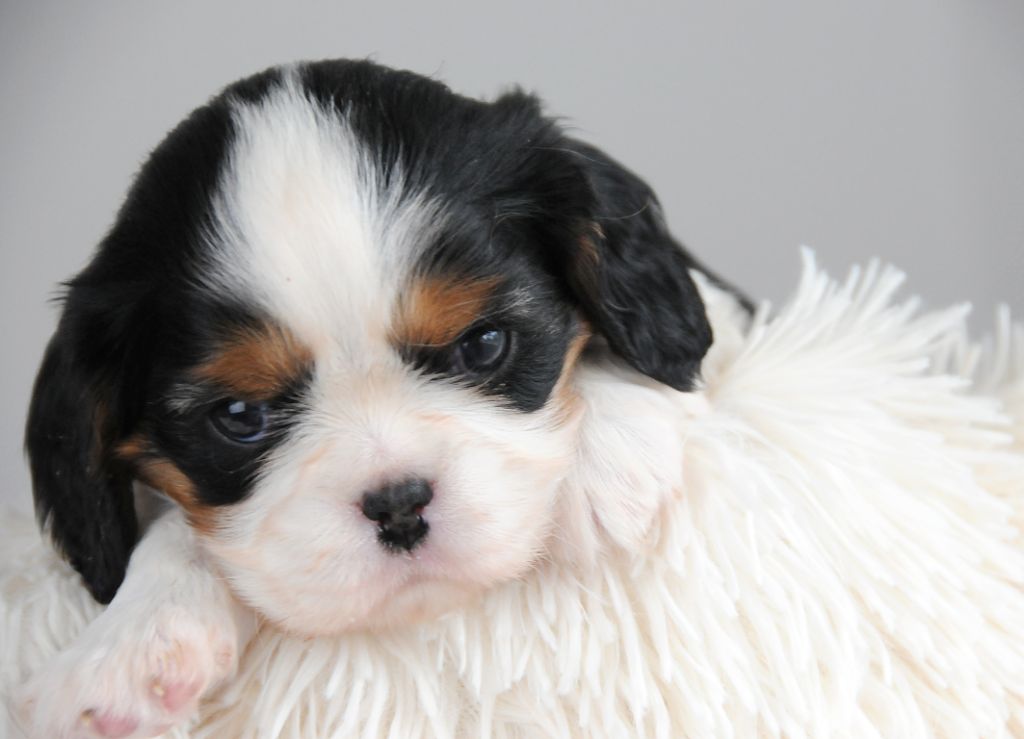 des Jardins de Bagatelle - Chiot disponible  - Cavalier King Charles Spaniel