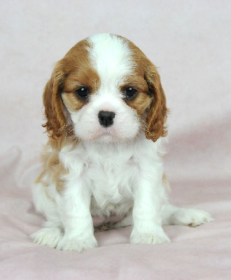 des Jardins de Bagatelle - Cavalier King Charles Spaniel - Portée née le 16/08/2024