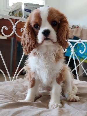 SIDONIE - CHIOT DISPONIBLE 