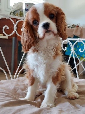 SIDONIE - CHIOT DISPONIBLE 