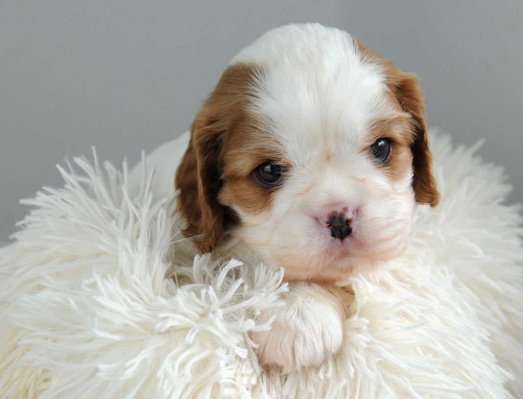 des Jardins de Bagatelle - Chiot disponible  - Cavalier King Charles Spaniel