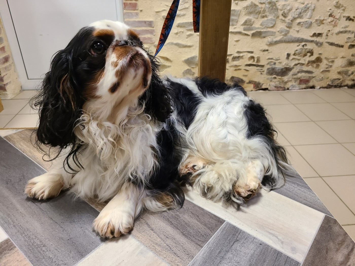 Réunion amicale de la Délégation pays de Loire du Club des Epagneuls Nains Anglais