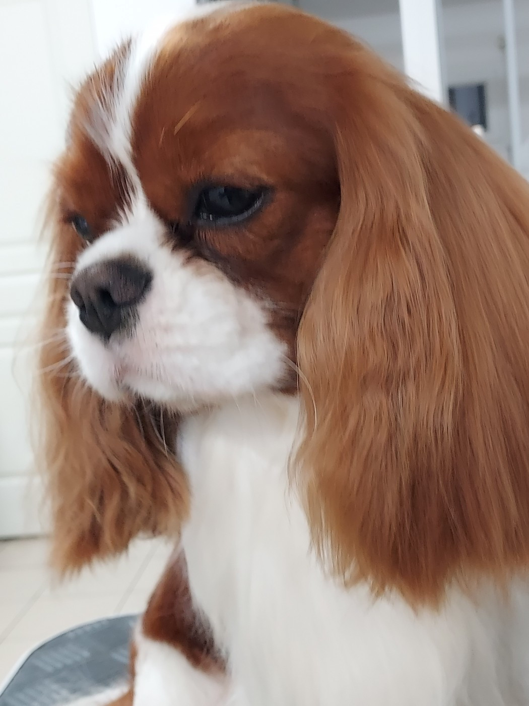 Résultats des tests de santé