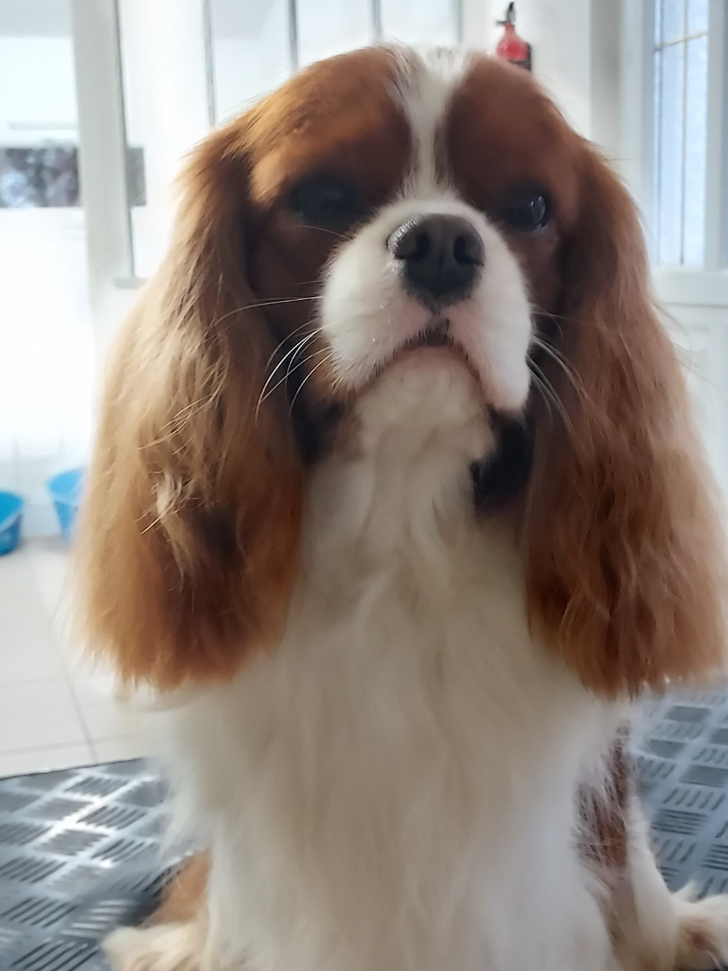 des Jardins de Bagatelle - WEexpo à Angers 21 & 22 mars 2026