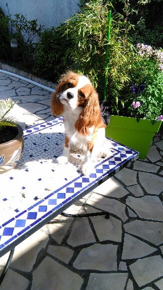des Jardins de Bagatelle - Lizzy 9 mois