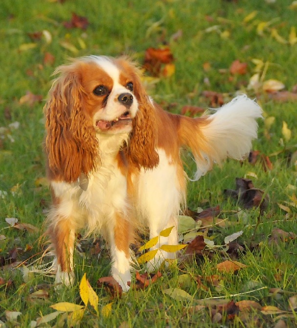 des Jardins de Bagatelle - Lizzy est venue nous rendre visite