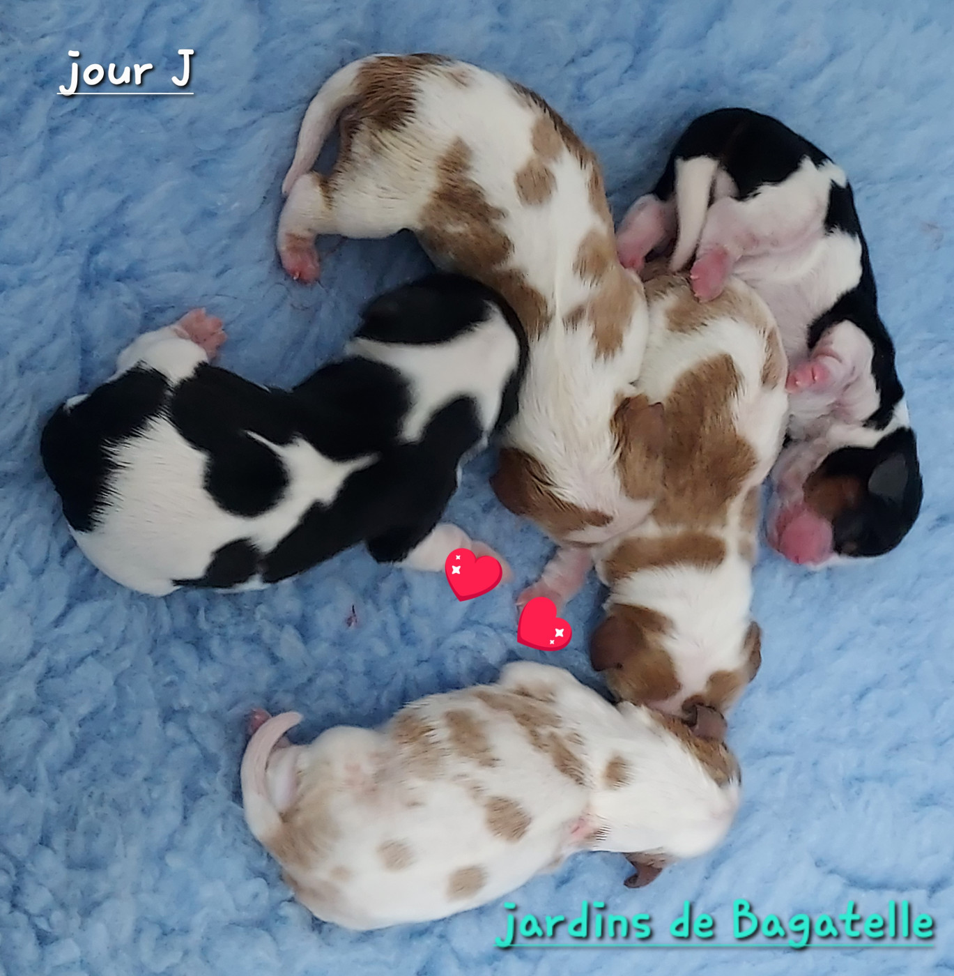 des Jardins de Bagatelle - Cavalier King Charles Spaniel - Portée née le 07/03/2026