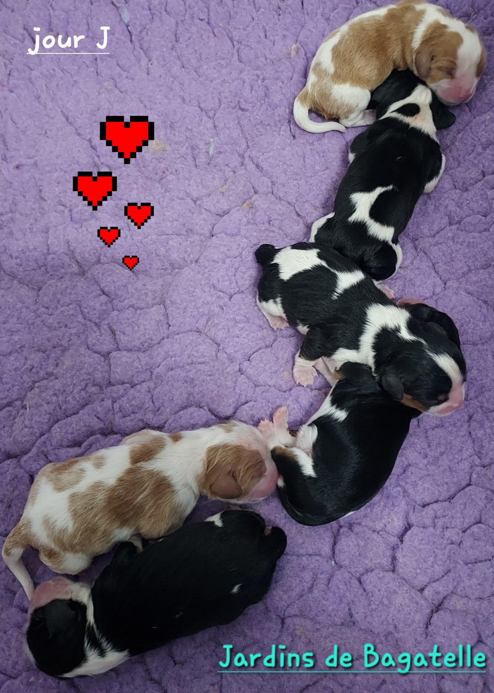 des Jardins de Bagatelle - Cavalier King Charles Spaniel - Portée née le 07/03/2026