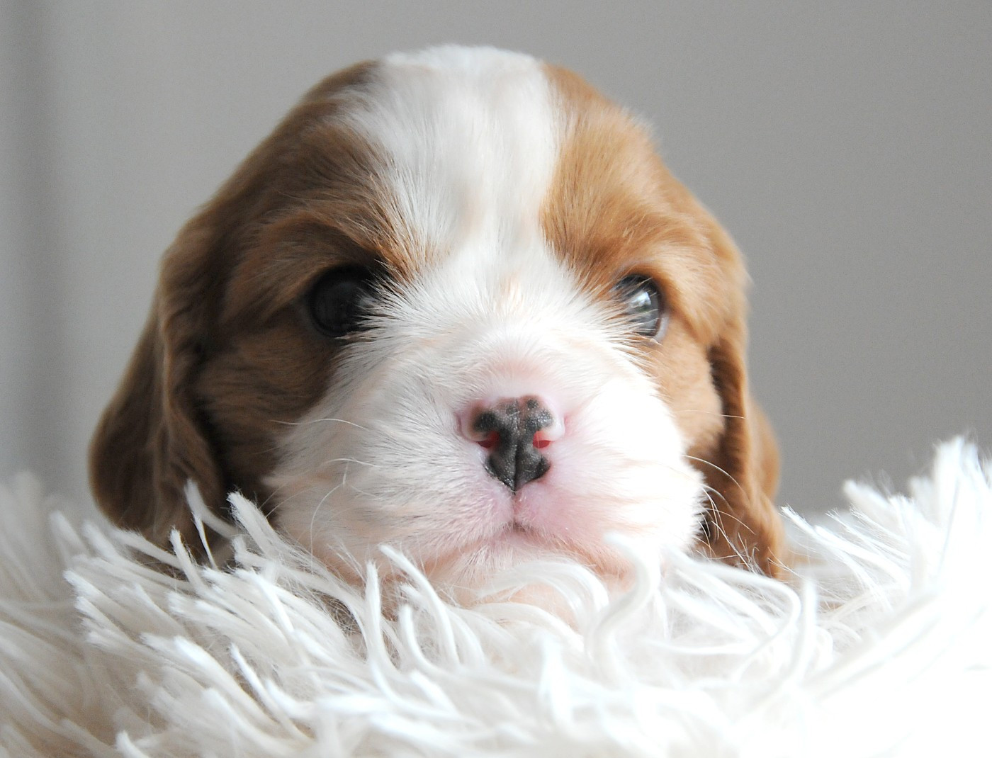 des Jardins de Bagatelle - Chiots disponibles - Cavalier King Charles Spaniel