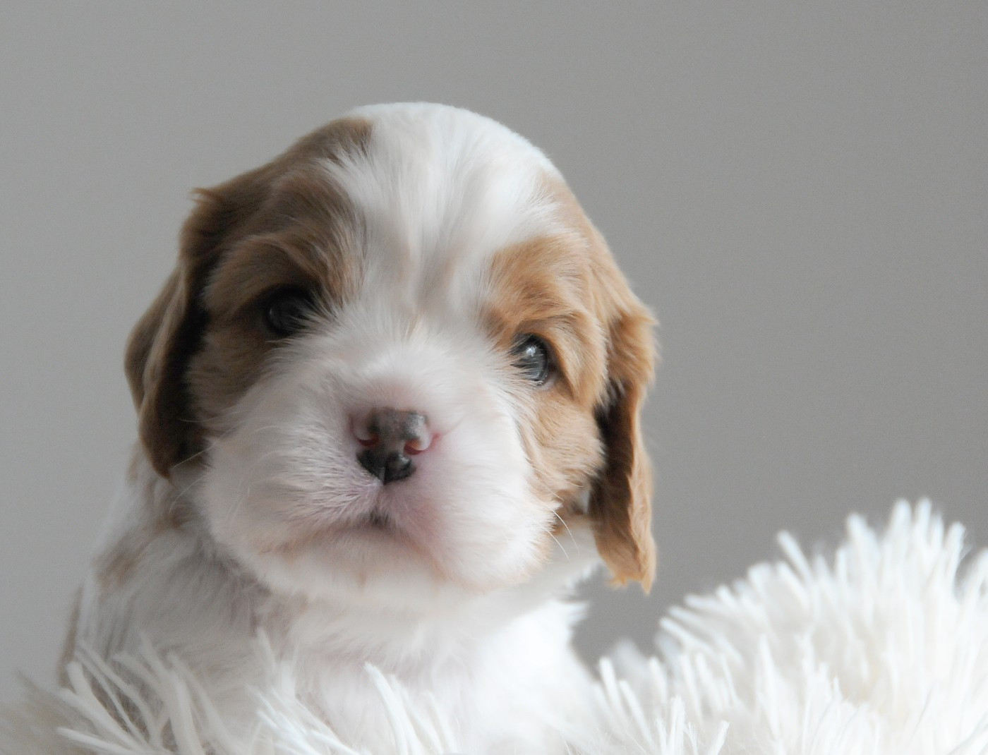 des Jardins de Bagatelle - Chiots disponibles - Cavalier King Charles Spaniel