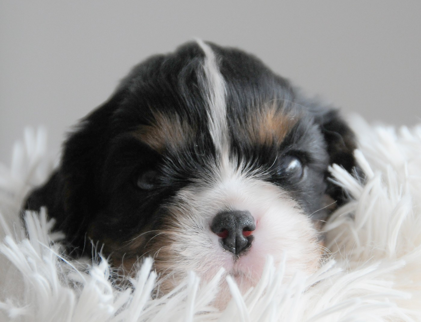 des Jardins de Bagatelle - Chiots disponibles - Cavalier King Charles Spaniel