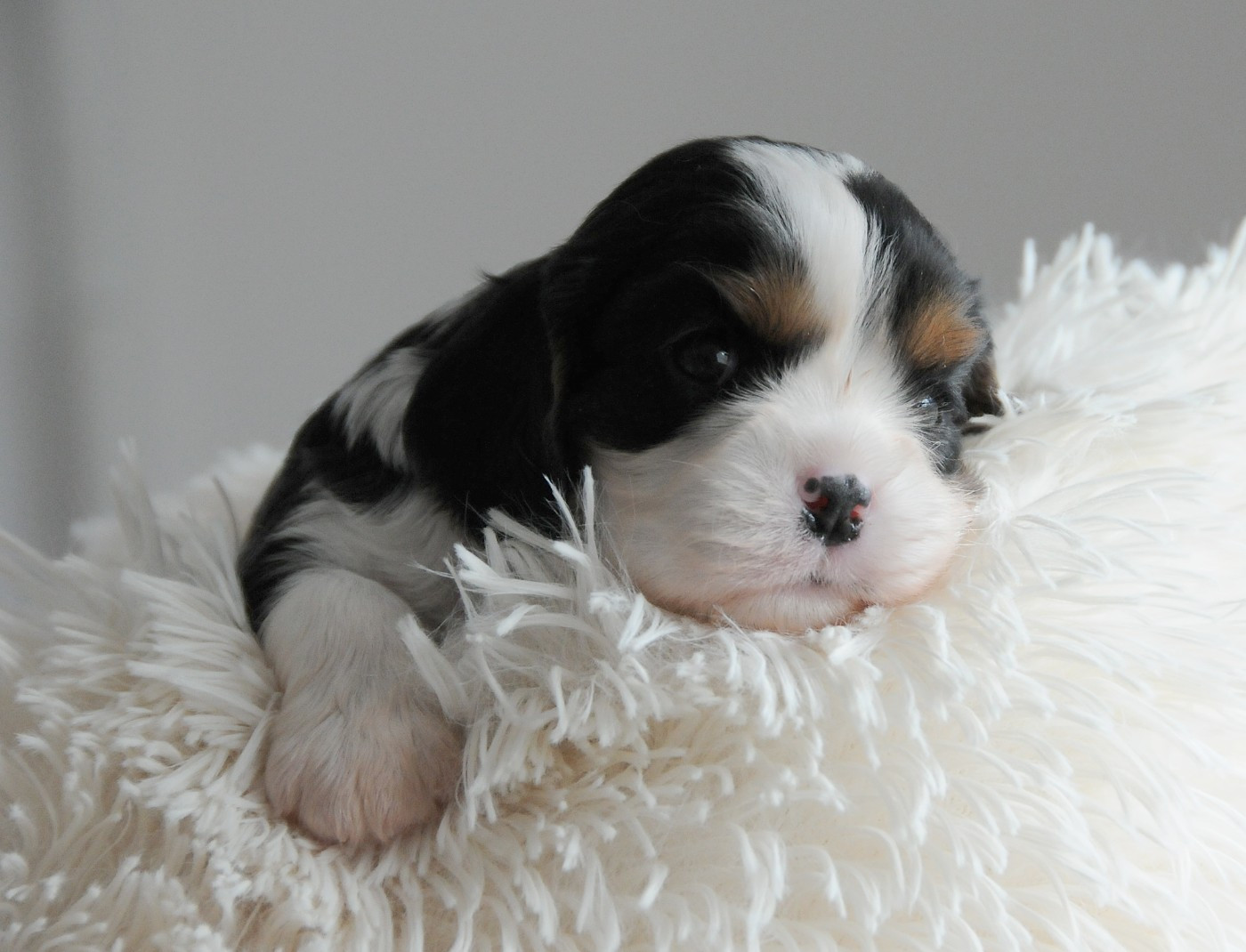 des Jardins de Bagatelle - Chiots disponibles - Cavalier King Charles Spaniel