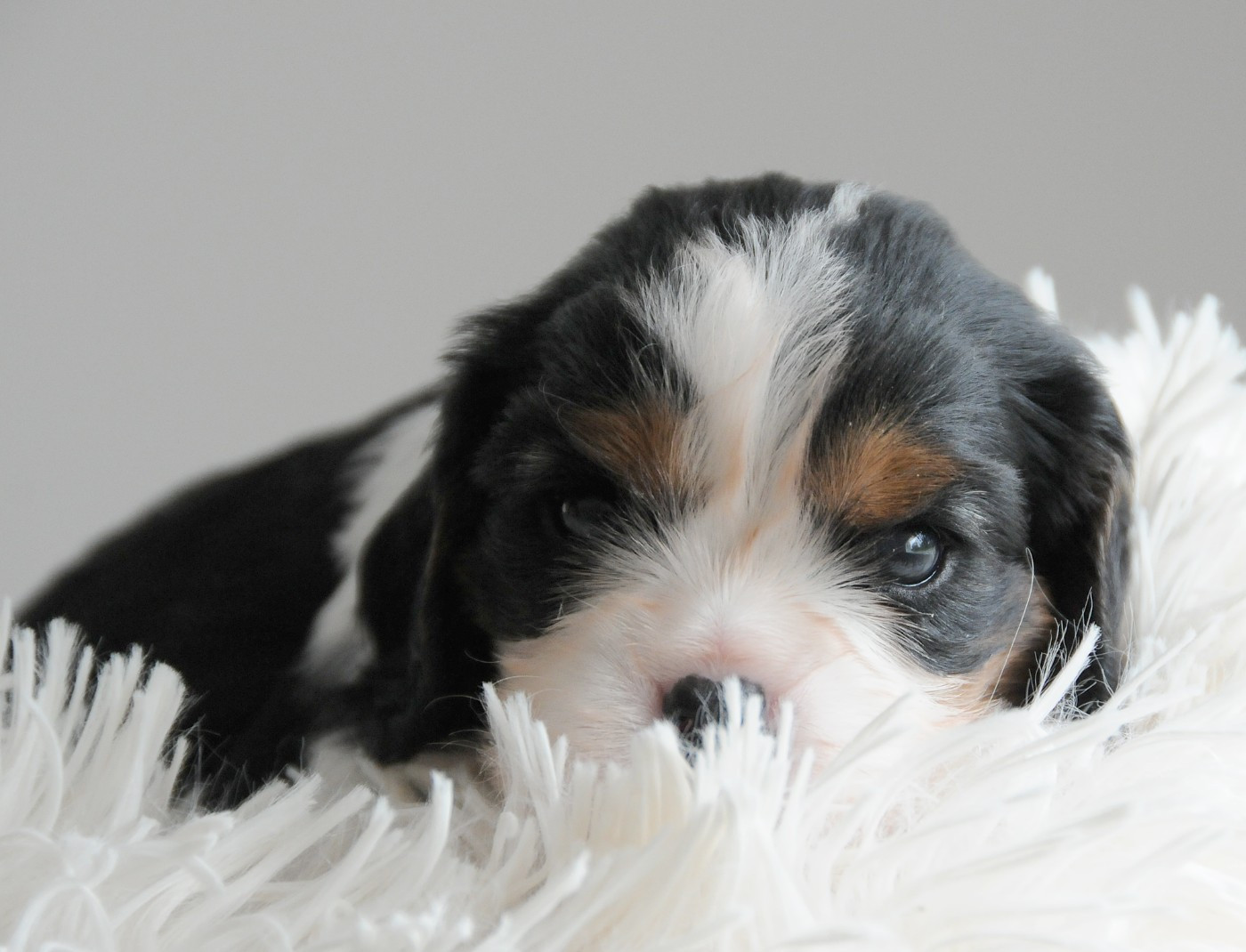 des Jardins de Bagatelle - Chiots disponibles - Cavalier King Charles Spaniel