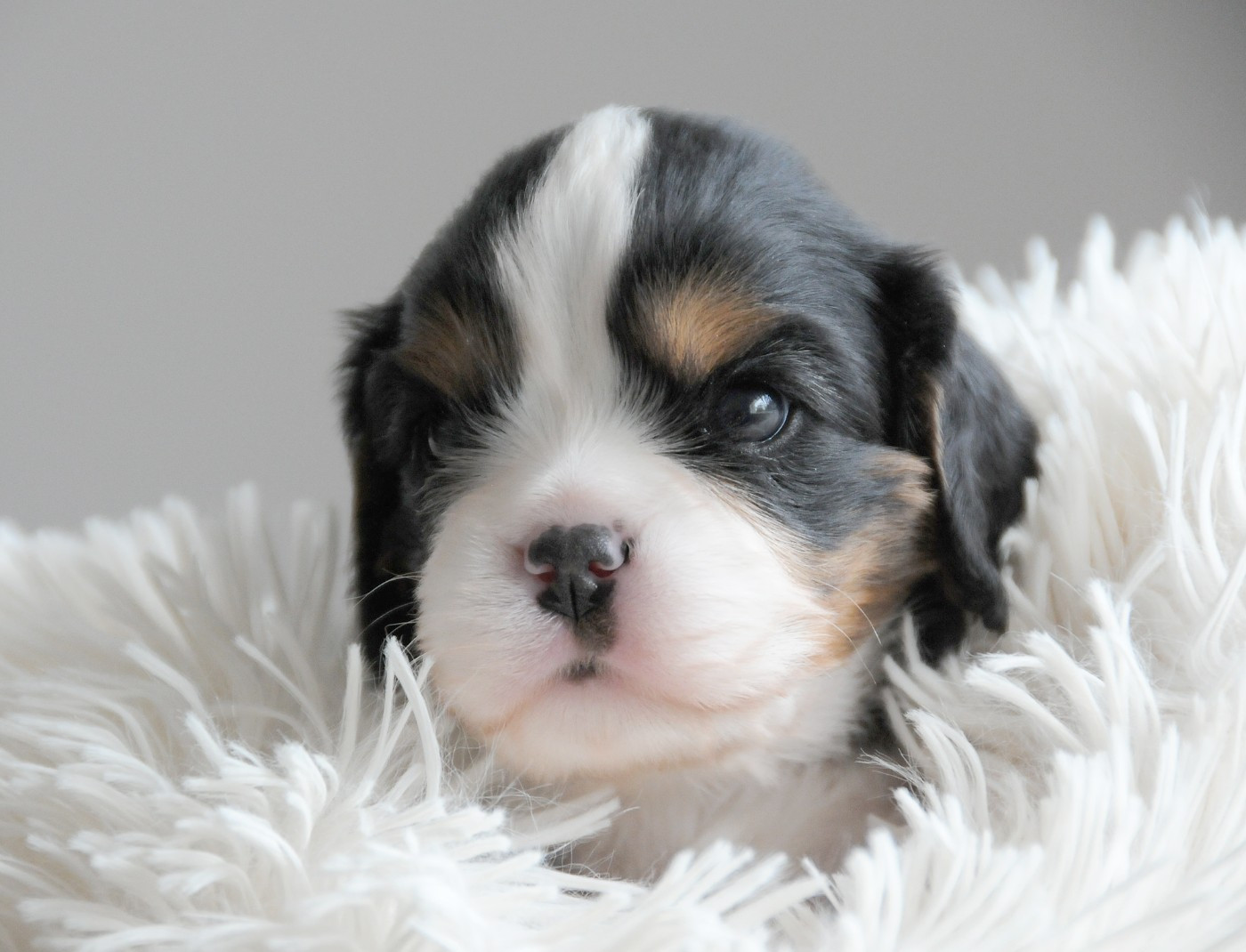 des Jardins de Bagatelle - Chiots disponibles - Cavalier King Charles Spaniel