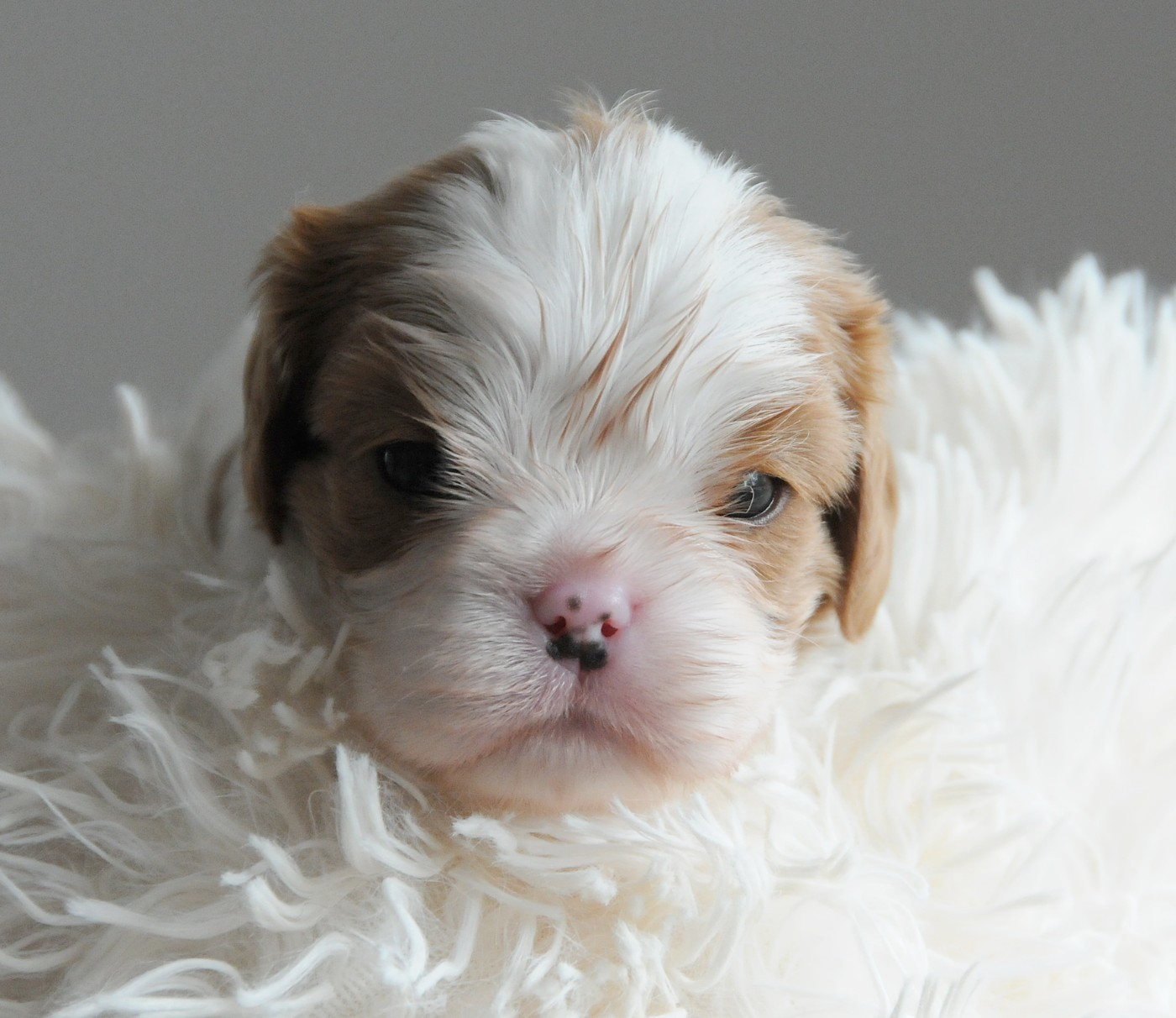 des Jardins de Bagatelle - Chiots disponibles - Cavalier King Charles Spaniel