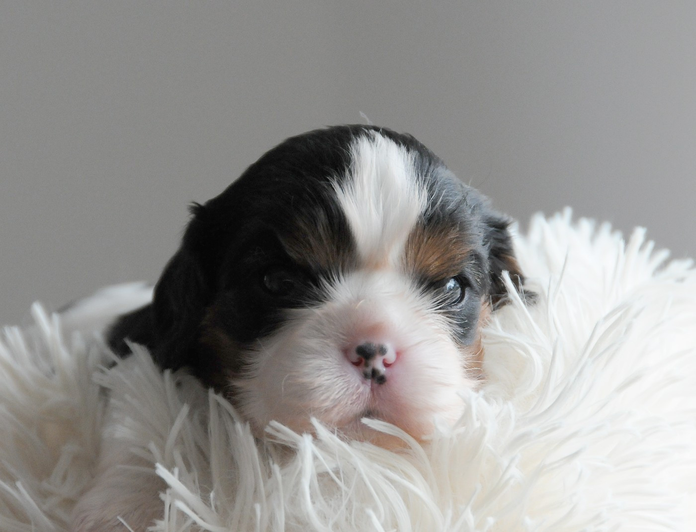 des Jardins de Bagatelle - Chiots disponibles - Cavalier King Charles Spaniel