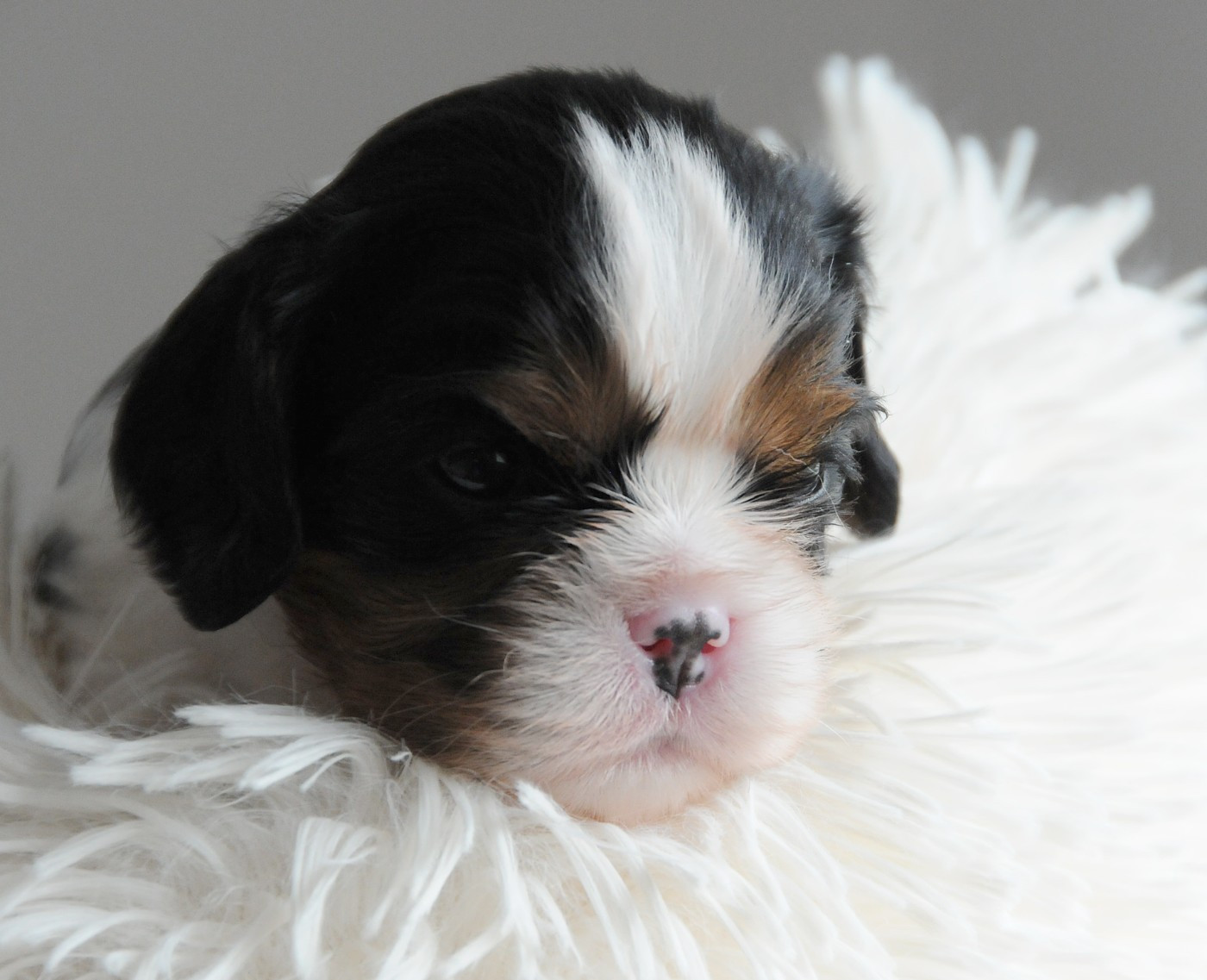 des Jardins de Bagatelle - Chiots disponibles - Cavalier King Charles Spaniel