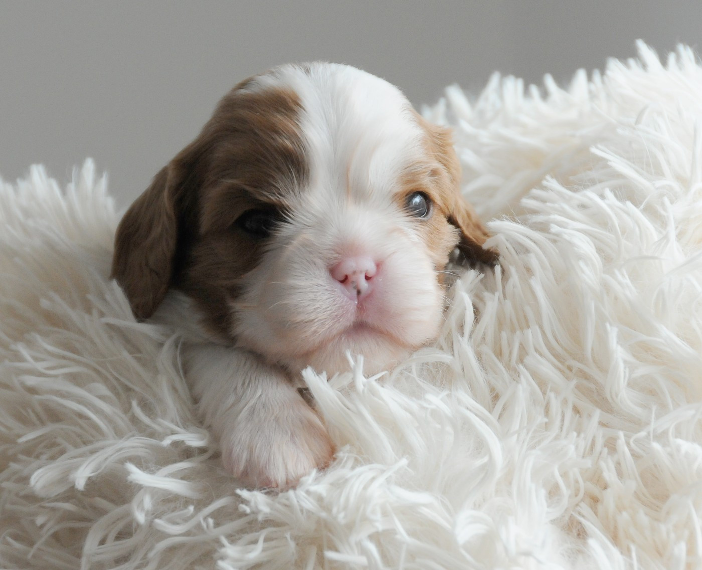 des Jardins de Bagatelle - Chiots disponibles - Cavalier King Charles Spaniel