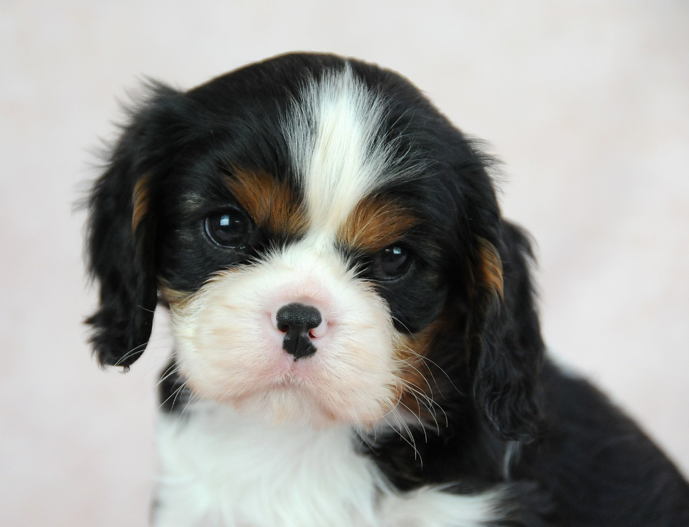 des Jardins de Bagatelle - Chiots disponibles - Cavalier King Charles Spaniel