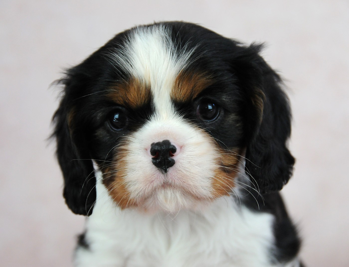 des Jardins de Bagatelle - Chiots disponibles - Cavalier King Charles Spaniel