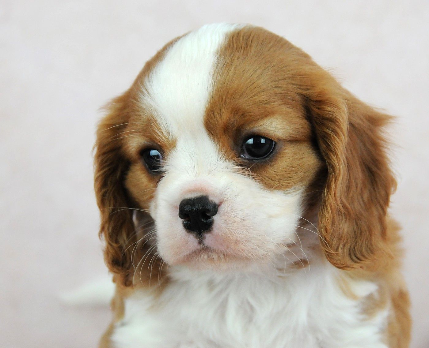 des Jardins de Bagatelle - Chiots disponibles - Cavalier King Charles Spaniel