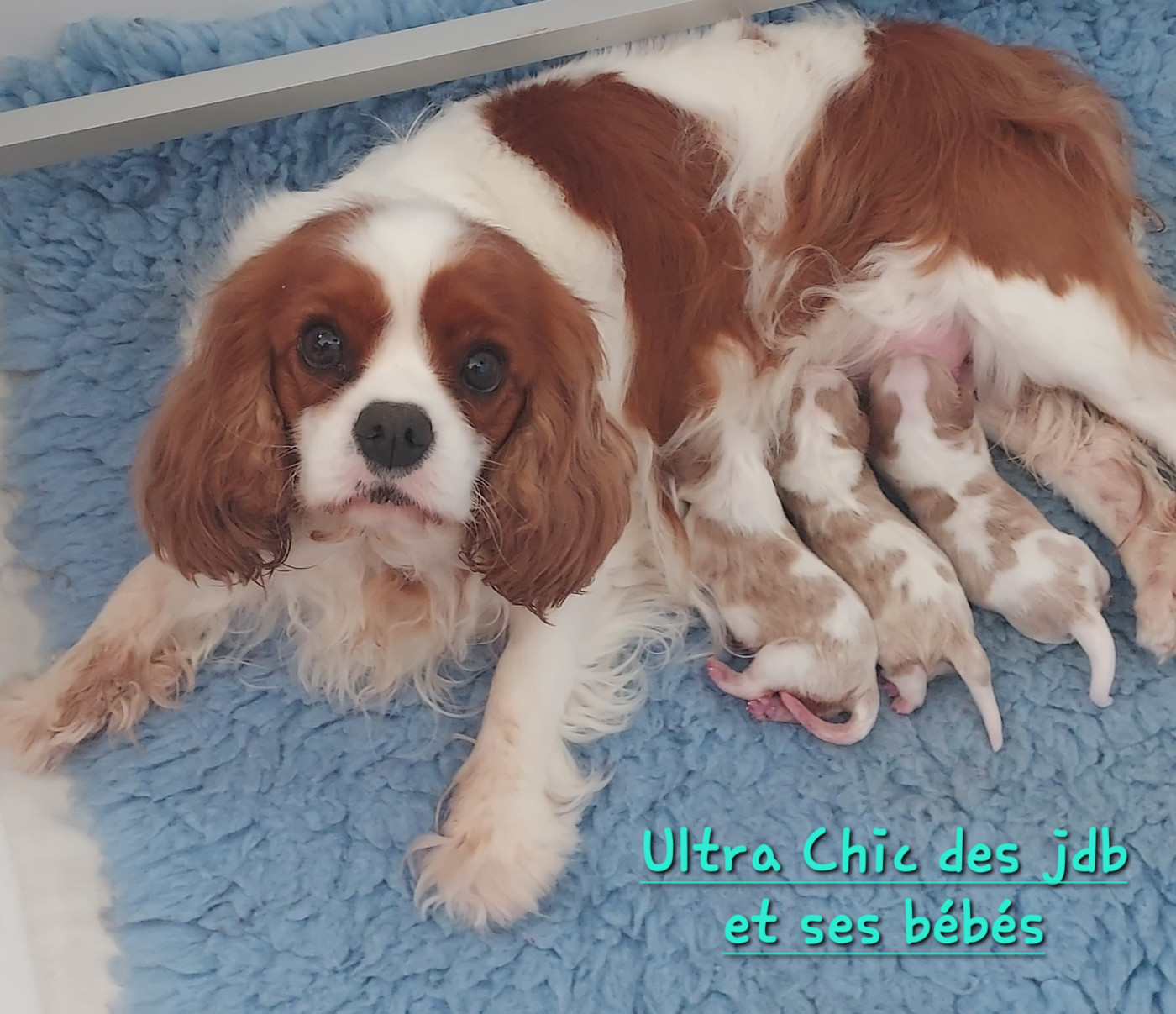 Chiot Cavalier King Charles Spaniel des Jardins de Bagatelle