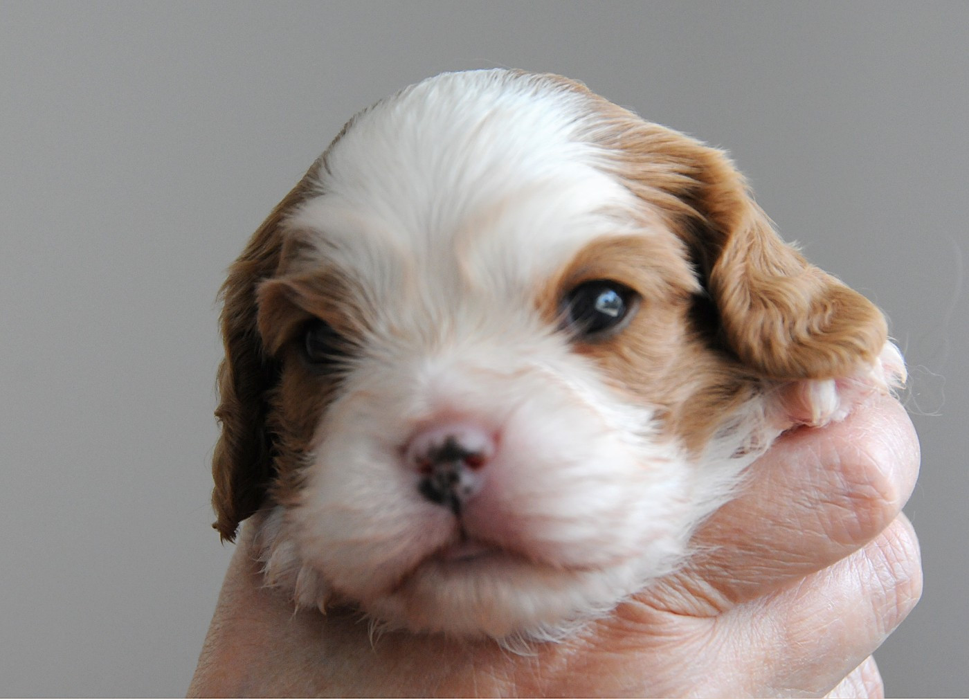 des Jardins de Bagatelle - Chiots disponibles - Cavalier King Charles Spaniel