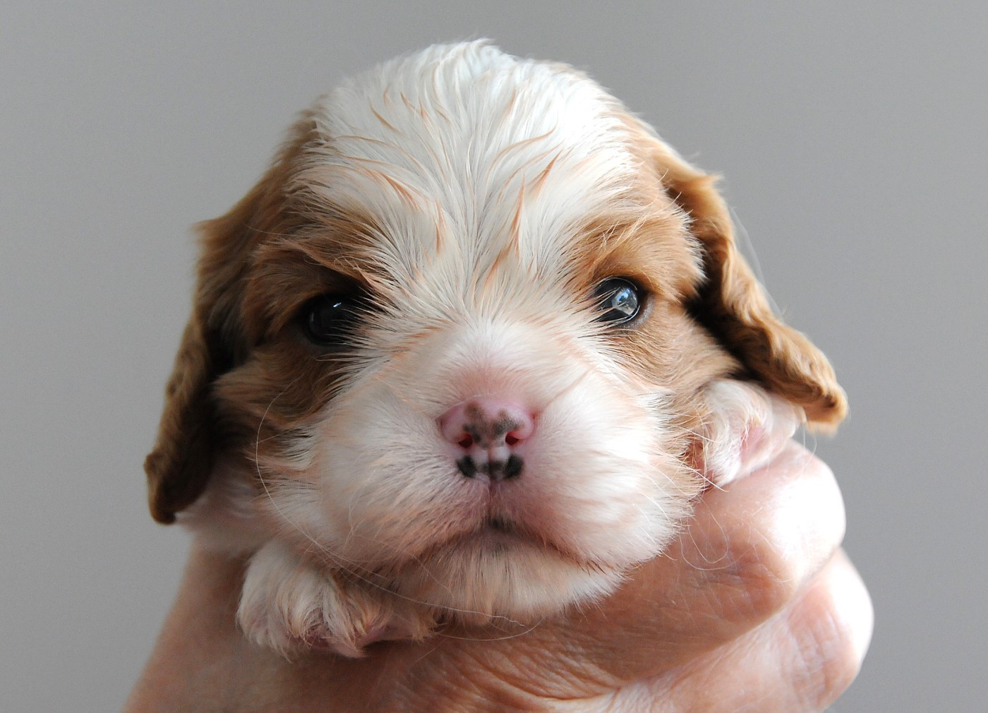des Jardins de Bagatelle - Chiots disponibles - Cavalier King Charles Spaniel