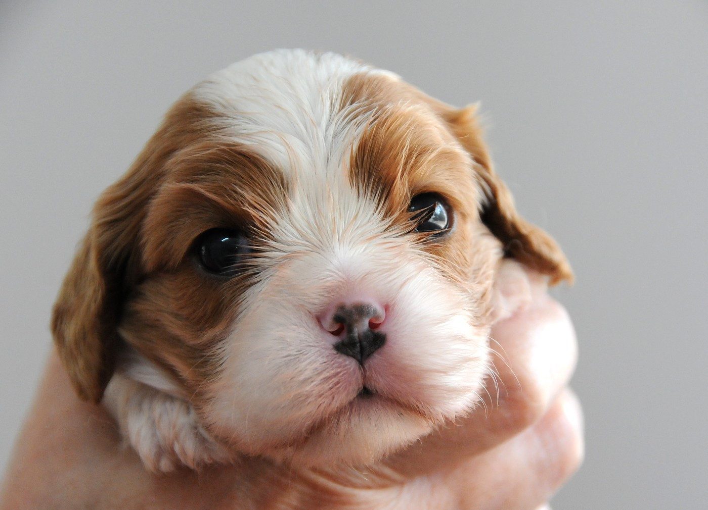 des Jardins de Bagatelle - Chiots disponibles - Cavalier King Charles Spaniel