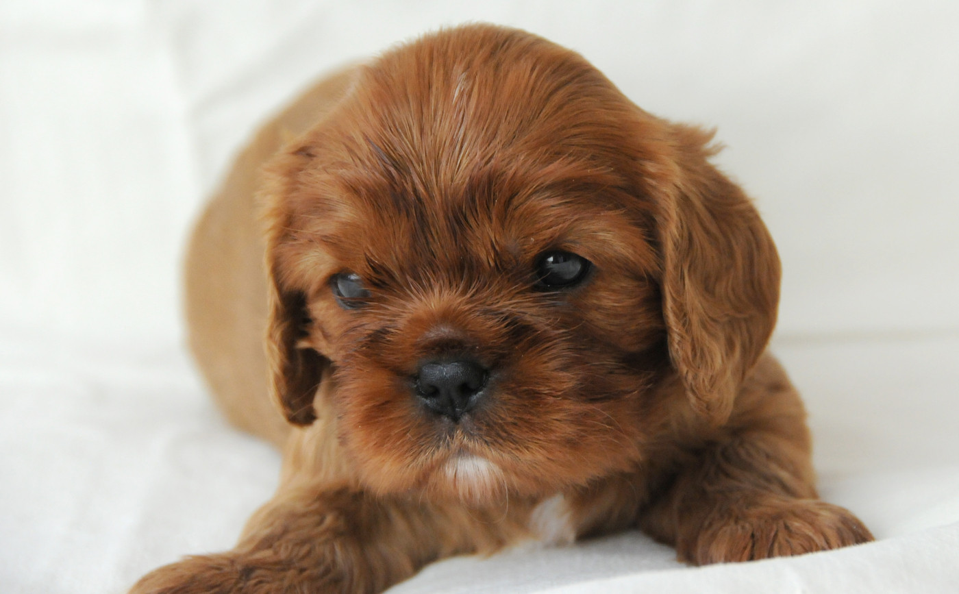 des Jardins de Bagatelle - Chiots disponibles - Cavalier King Charles Spaniel