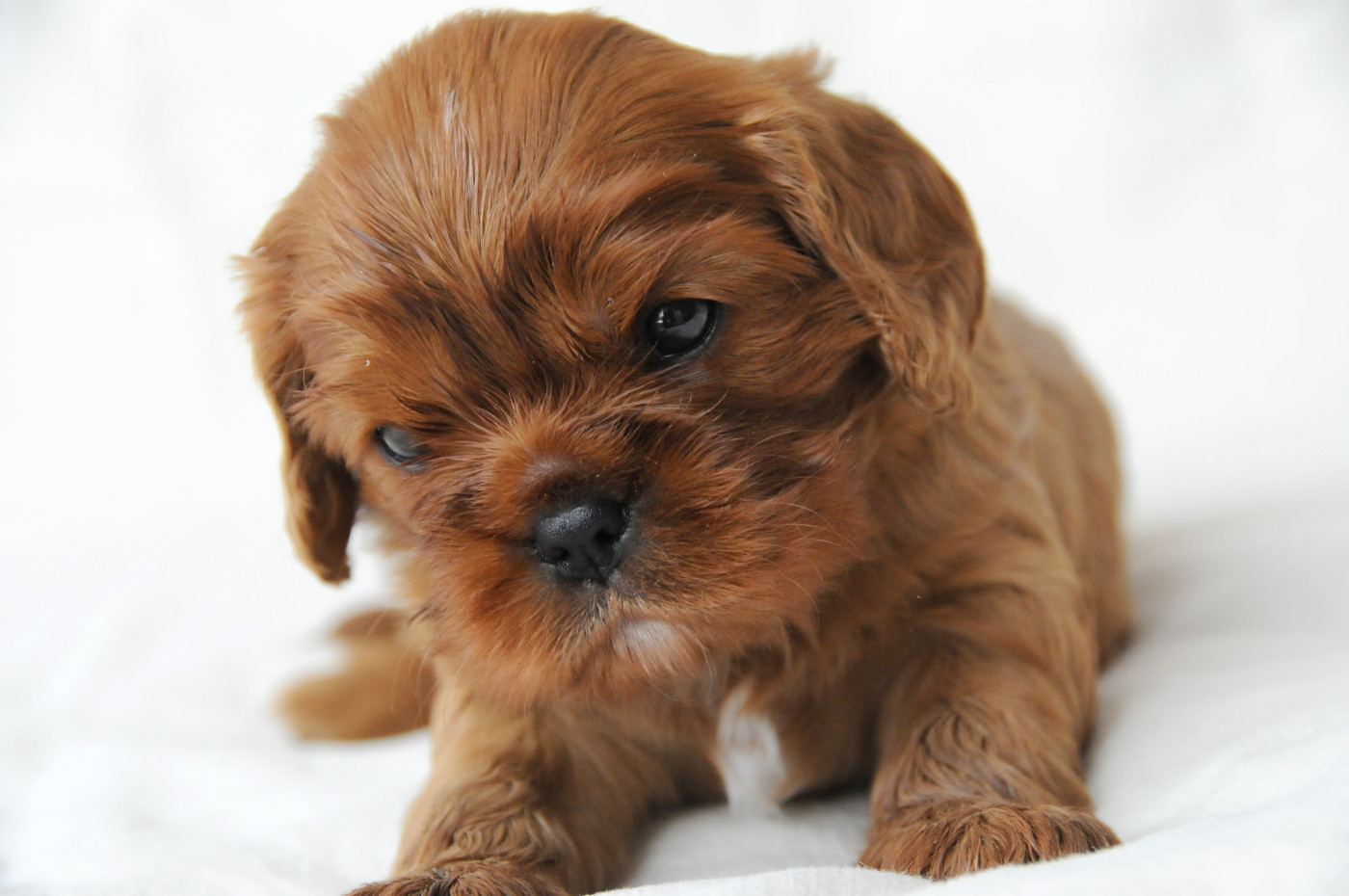 des Jardins de Bagatelle - Chiots disponibles - Cavalier King Charles Spaniel