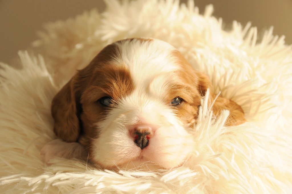 CHIOT 2