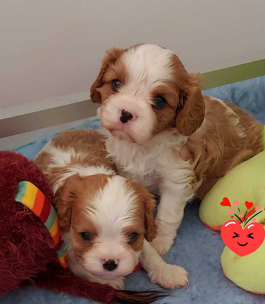 des Jardins de Bagatelle - Chiots disponibles - Cavalier King Charles Spaniel