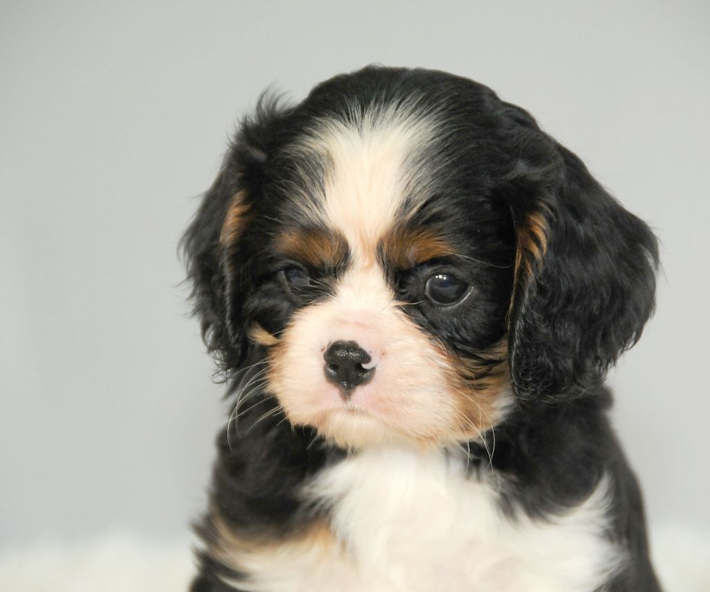 des Jardins de Bagatelle - Cavalier King Charles Spaniel - Portée née le 04/05/2020