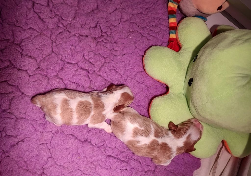 Chiot Cavalier King Charles Spaniel des Jardins de Bagatelle