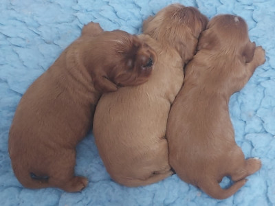 Chiot N°2